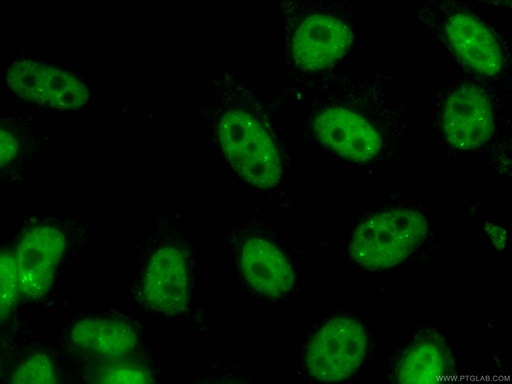 [CL488-66335-100UL] CoraLite®488-conjugated NUDT21 Monoclonal antibody