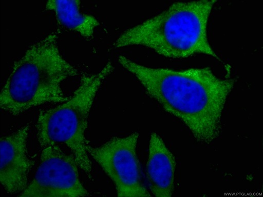 [CL488-66352-100UL] CoraLite®488-conjugated CAPRIN1 Monoclonal antibody