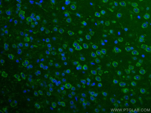 [CL488-66356-100UL] CoraLite®488-conjugated BRE Monoclonal antibody
