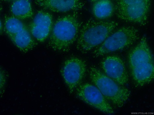 [CL488-66365-100UL] CoraLite®488-conjugated ERp72 Monoclonal antibody