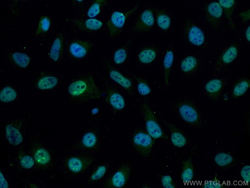 [CL488-66369-100UL] CoraLite®488-conjugated PGC1a Monoclonal antibody