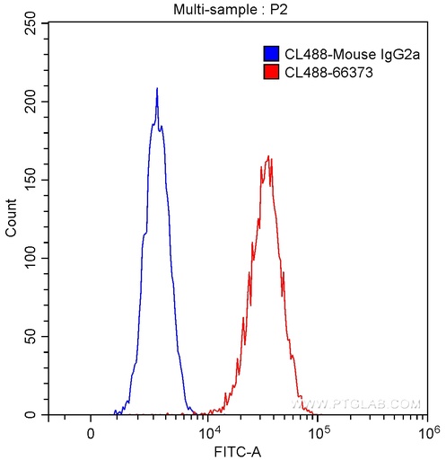 [CL488-66373-100UL] CoraLite®488-conjugated G6PD Monoclonal antibody