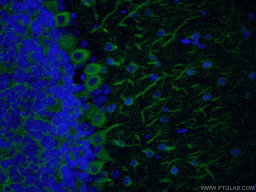 [CL488-66375-100UL] CoraLite®488-conjugated TUBB3-specific Monoclonal antibody