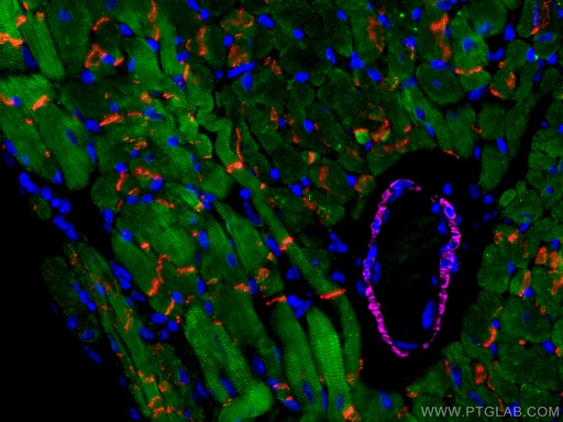 [CL488-66376-100UL] CoraLite®488-conjugated Cardiac Troponin I Monoclonal antibody