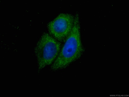 [CL488-66410-100UL] CoraLite®488-conjugated SIRT2 Monoclonal antibody