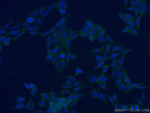 [CL488-66423-100UL] CoraLite®488-conjugated PDIA3 Monoclonal antibody