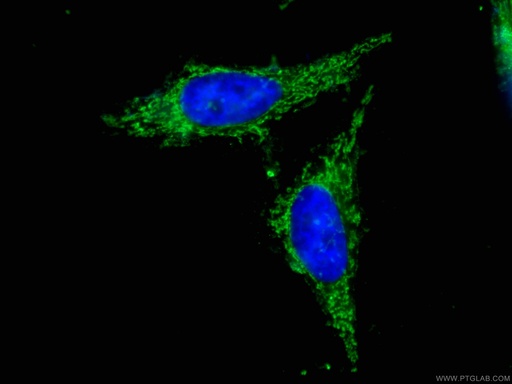 [CL488-66424-100UL] CoraLite®488-conjugated Prohibitin 2 Monoclonal antibody