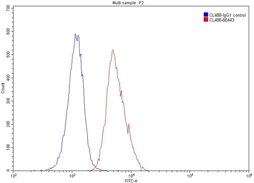 [CL488-66443-100UL] CoraLite®488-conjugated CD147 Monoclonal antibody