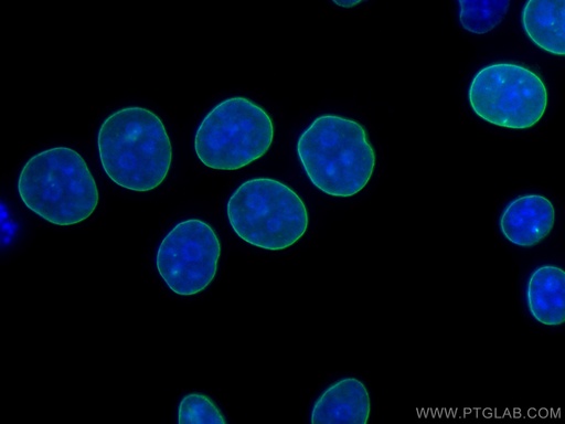[CL488-66467-100UL] CoraLite®488-conjugated Heavy chain of Rabbit IgG Monoclonal antibody