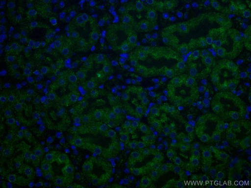 [CL488-66470-100UL] CoraLite®488-conjugated Caspase 3/p17/p19 Monoclonal antibody