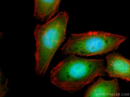 [CL488-66475-100UL] CoraLite®488-conjugated TXN Monoclonal antibody