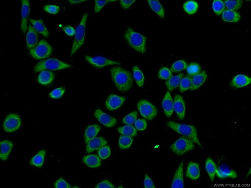 [CL488-66486-100UL] CoraLite®488-conjugated G3BP1 Monoclonal antibody