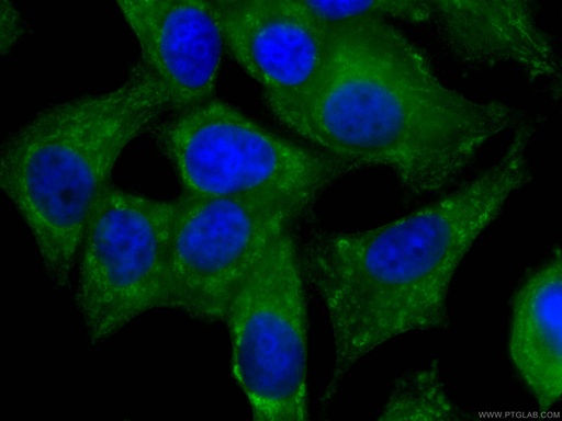 [CL488-66492-100UL] CoraLite®488-conjugated NRG1 Monoclonal antibody