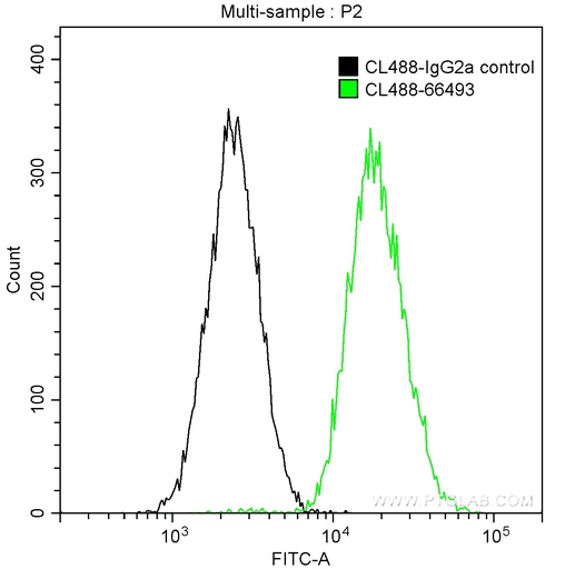 [CL488-66493-100UL] CoraLite®488-conjugated PKC Iota Monoclonal antibody