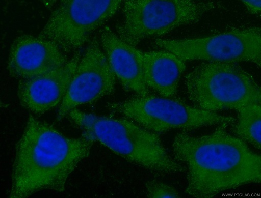[CL488-66507-100UL] CoraLite®488-conjugated CNOT1 Monoclonal antibody