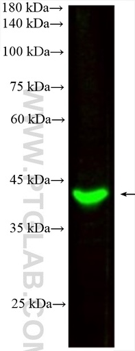 [CL488-66530-100UL] CoraLite®488-conjugated HLA-E Monoclonal antibody