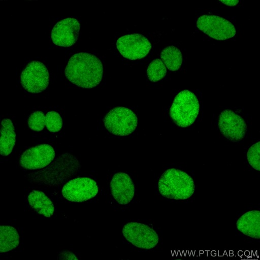 [CL488-66546-100UL] CoraLite®488-conjugated XRCC5 Monoclonal antibody