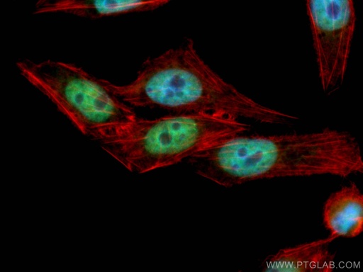 [CL488-66549-100UL] CoraLite®488-conjugated HuR Monoclonal antibody