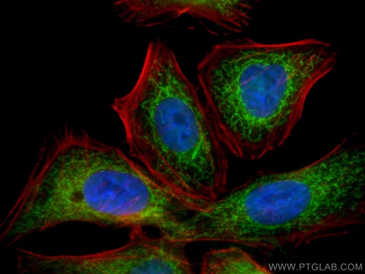 [CL488-66562-100UL] CoraLite®488-conjugated TOMM22 Monoclonal antibody