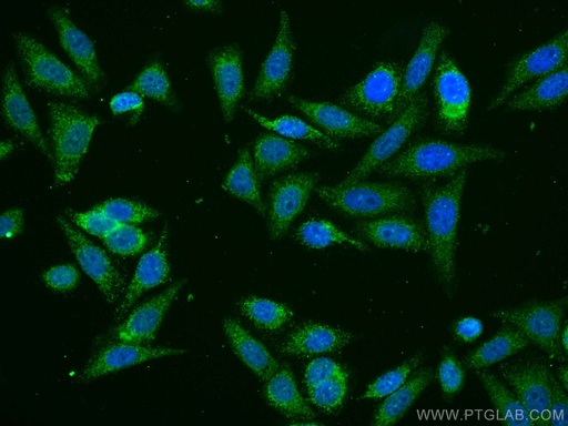 [CL488-66563-100UL] CoraLite®488-conjugated ATF6 Monoclonal antibody