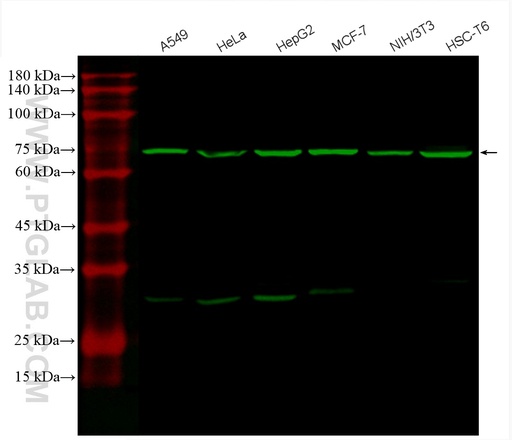 [CL488-66574-100UL] CoraLite®488-conjugated GRP78/BIP Monoclonal antibody