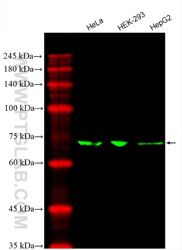 [CL488-66577-100UL] CoraLite®488-conjugated SLC9A9 Monoclonal antibody