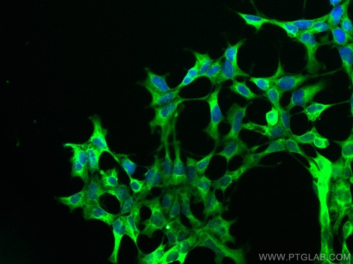[CL488-66589-100UL] CoraLite®®488-conjugated PHD2/EGLN1 Monoclonal antibody