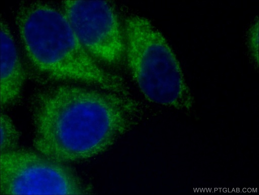 [CL488-66635-100UL] CoraLite®488-conjugated FIS1 Monoclonal antibody