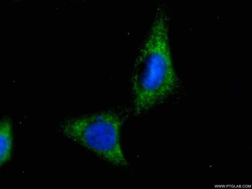 [CL488-66655-100UL] CoraLite®488-conjugated EIF4E Monoclonal antibody