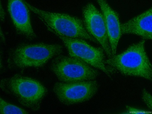 [CL488-66669-100UL] CoraLite®488-conjugated PDIA6 Monoclonal antibody
