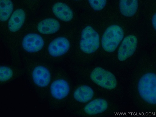 [CL488-66671-100UL] CoraLite®488-conjugated ASF/SF2 Monoclonal antibody