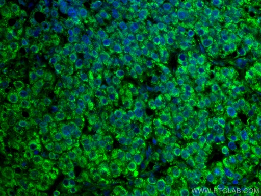 [CL488-66675-100UL] CoraLite®488-conjugated MLKL Monoclonal antibody