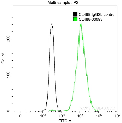 [CL488-66693-100UL] CoraLite®488-conjugated CALD1 Monoclonal antibody