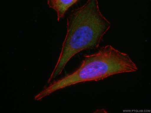 [CL488-66695-100UL] CoraLite®488-conjugated TNFAIP3 Monoclonal antibody
