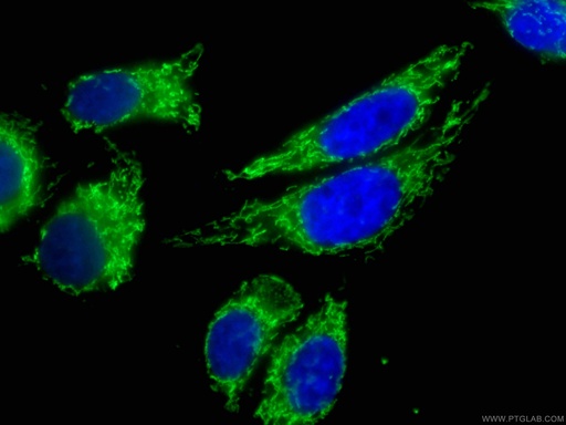 [CL488-66696-100UL] CoraLite®488-conjugated ATP5O Monoclonal antibody
