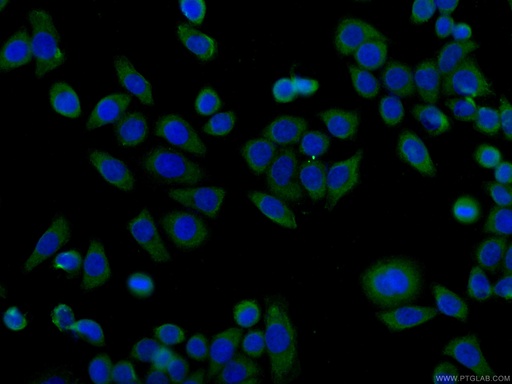 [CL488-66723-100UL] CoraLite®488-conjugated HSPH1 Monoclonal antibody