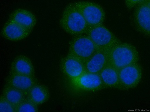 [CL488-66733-100UL] CoraLite®488-conjugated RHOA Monoclonal antibody