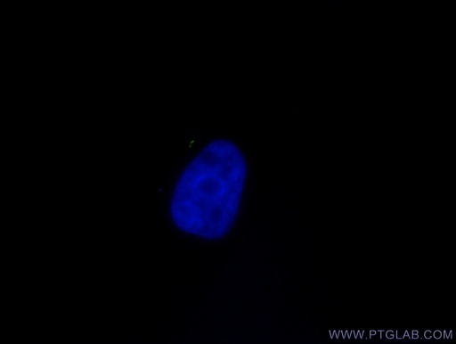 [CL488-66739-100UL] CoraLite®488-conjugated ARL13B Monoclonal antibody