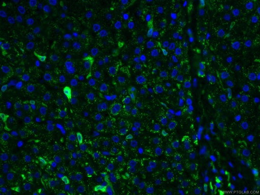 [CL488-66743-100UL] CoraLite®488-conjugated HO-1/HMOX1 Monoclonal antibody