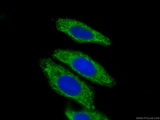 [CL488-66775-100UL] CoraLite®488-conjugated Syntaxin 16 Monoclonal antibody
