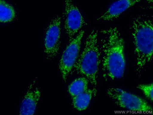 [CL488-66777-100UL] CoraLite®488-conjugated TOM20 Monoclonal antibody