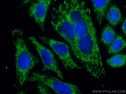[CL488-66785-100UL] CoraLite®488-conjugated LACTB Monoclonal antibody