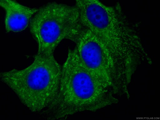 [CL488-66795-100UL] CoraLite®488-conjugated PTPN11 Monoclonal antibody