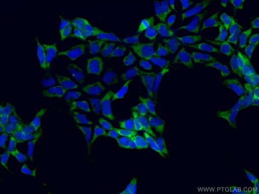 [CL488-66809-100UL] CoraLite®488-conjugated PABPC1,PABP Monoclonal antibody