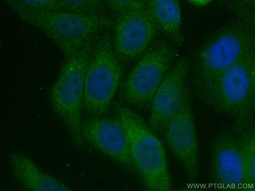 [CL488-66830-100UL] CoraLite®488-conjugated APOE Monoclonal antibody