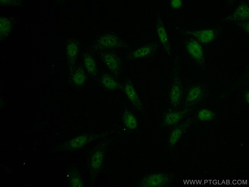 [CL488-66832-100UL] CoraLite®488-conjugated NRF1 Monoclonal antibody