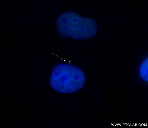 [CL488-66851-100UL] CoraLite®488-conjugated SMO Monoclonal antibody