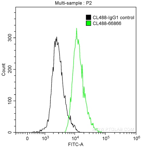[CL488-66866-100UL] CoraLite®488-conjugated CD81 Monoclonal antibody