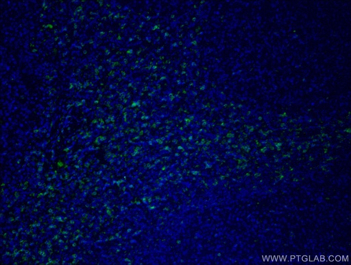 [CL488-66868-100UL] CoraLite®488-conjugated CD8 Monoclonal antibody