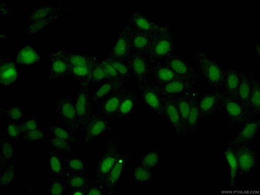 [CL488-66884-100UL] CoraLite®488-conjugated ASF1A Monoclonal antibody